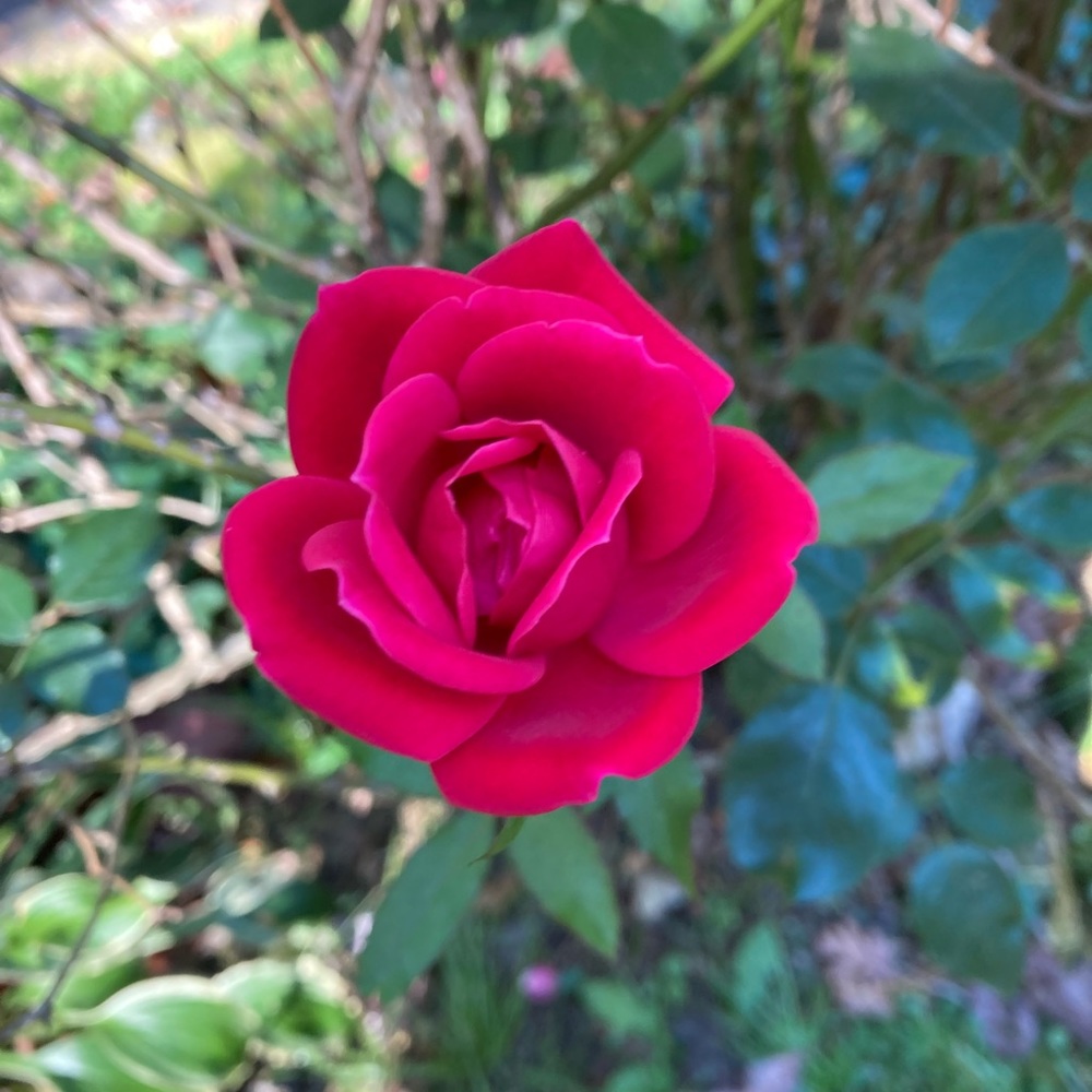 Meet your Posher, Jess